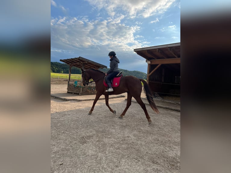 Trotón alemán Caballo castrado 7 años 160 cm Alazán in Bruckm&#xFC;hl