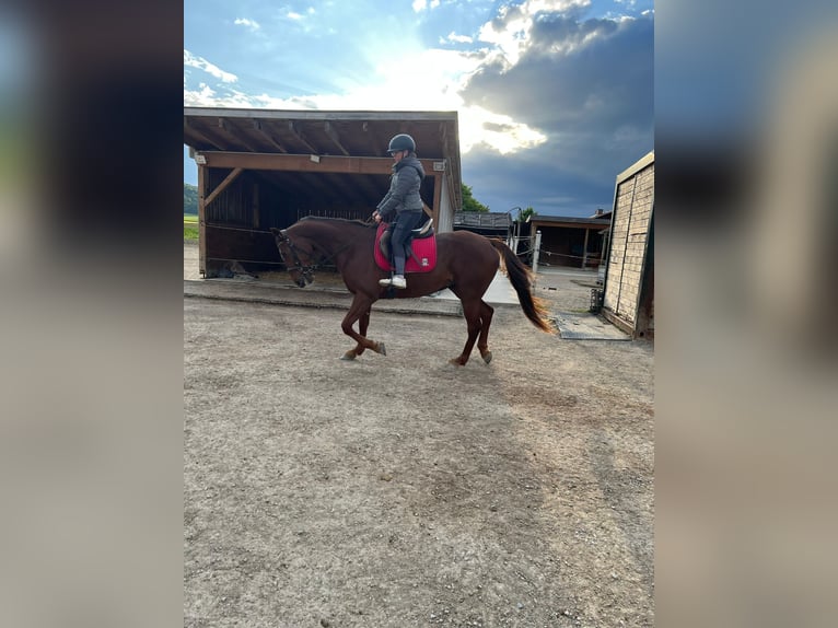 Trotón alemán Caballo castrado 7 años 160 cm Alazán in Bruckm&#xFC;hl