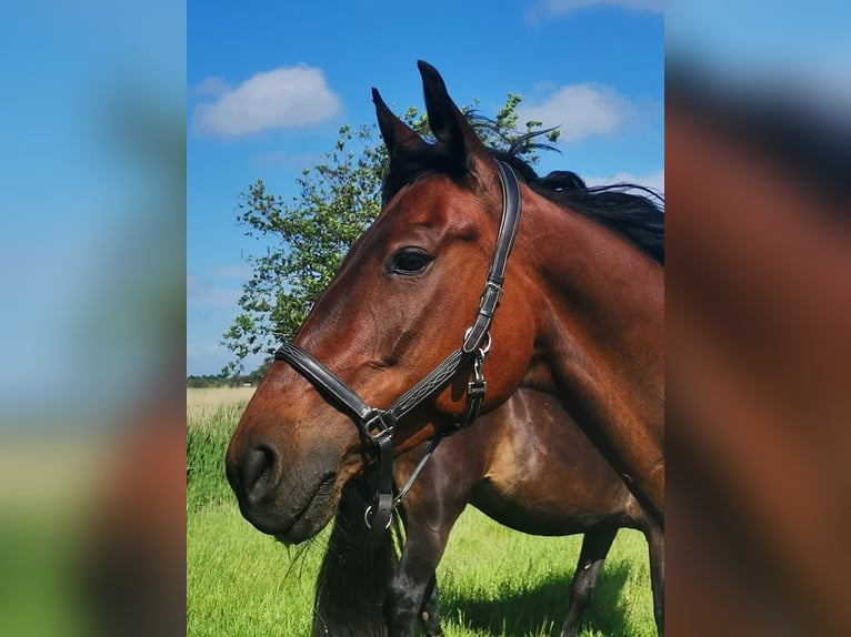 Trotón alemán Caballo castrado 7 años 161 cm Castaño in Cuxhaven
