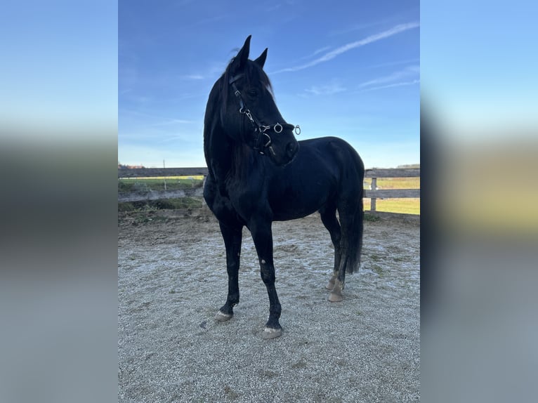 Trotón alemán Mestizo Caballo castrado 8 años 150 cm Negro in Neumarkt am Wallersee