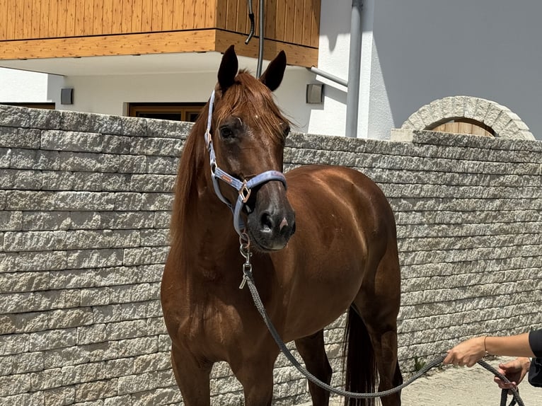 Trotón alemán Caballo castrado 8 años 158 cm Alazán in Bruckmühl