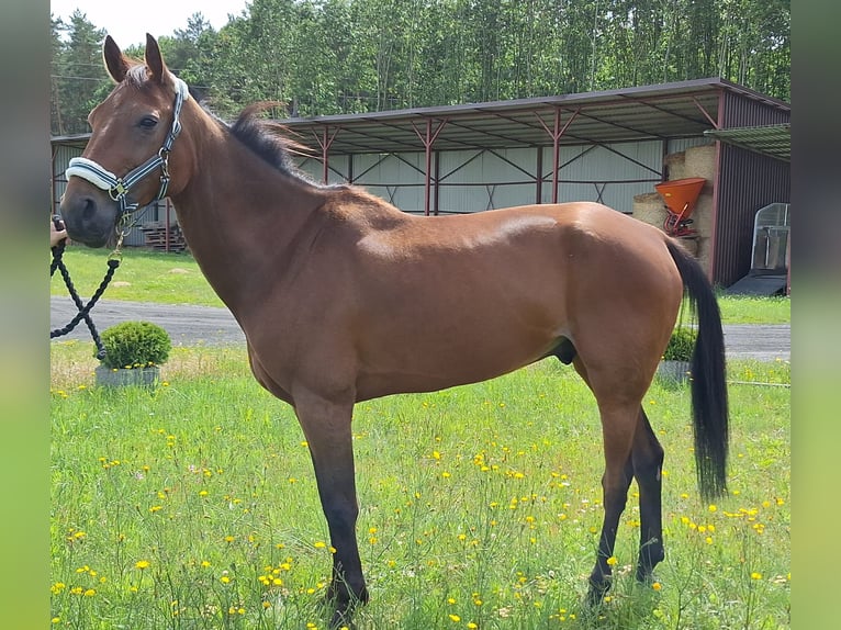 Trotón alemán Caballo castrado 8 años 160 cm Castaño in Berlin