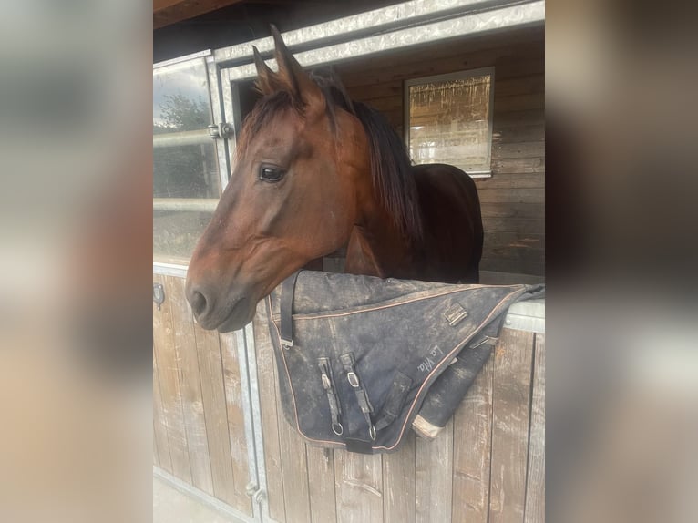 Trotón alemán Caballo castrado 8 años 160 cm Castaño in Bruckmühl