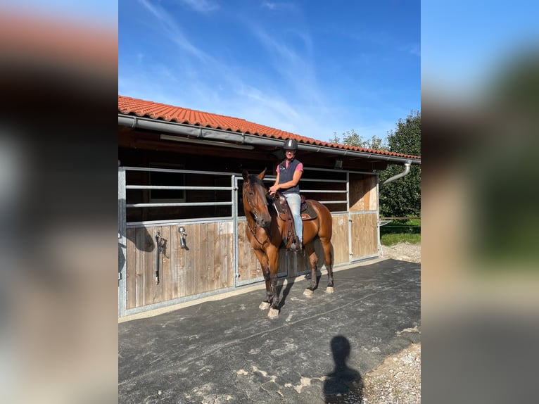 Trotón alemán Caballo castrado 8 años 160 cm Castaño in Bruckm&#xFC;hl