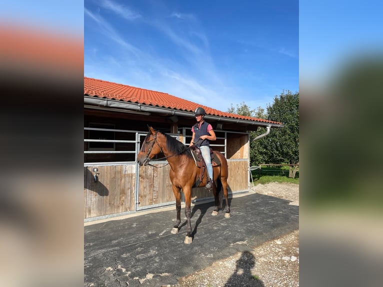 Trotón alemán Caballo castrado 8 años 160 cm Castaño in Bruckm&#xFC;hl