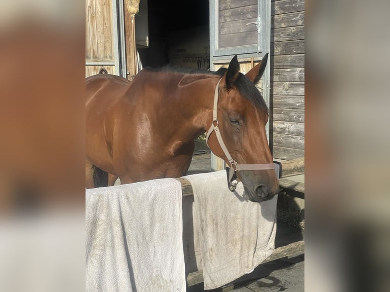 Trotón alemán Caballo castrado 8 años 160 cm Castaño in Bruckm&#xFC;hl
