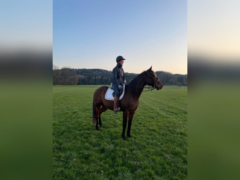 Trotón alemán Caballo castrado 8 años 160 cm Castaño oscuro in Bruckmühl