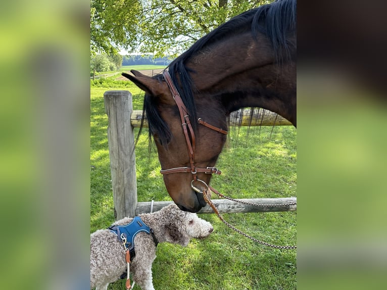 Trotón alemán Caballo castrado 8 años 164 cm Castaño in Dinkelscherben