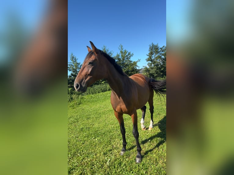 Trotón alemán Caballo castrado 8 años 165 cm Castaño claro in Horstedt