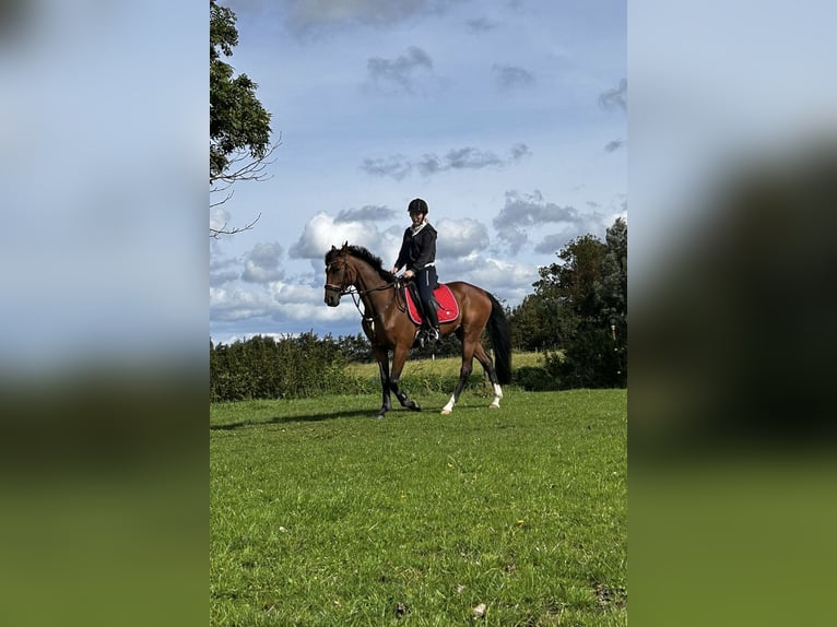 Trotón alemán Caballo castrado 8 años 165 cm Castaño claro in Horstedt