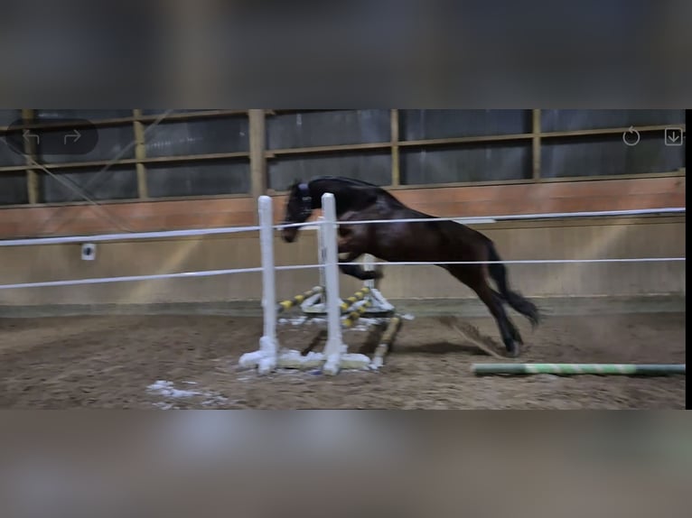 Trotón alemán Caballo castrado 8 años 165 cm Castaño oscuro in Geesthacht