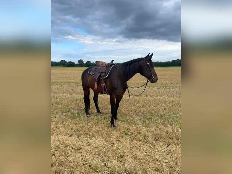 Trotón alemán Caballo castrado 8 años 165 cm Castaño oscuro in Steyerberg