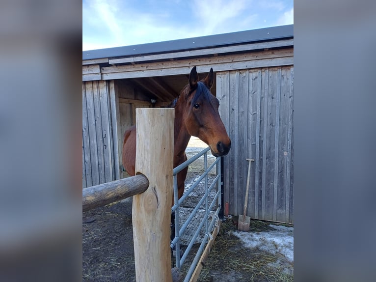 Trotón alemán Caballo castrado 8 años 170 cm Castaño in Pfarrkirchen