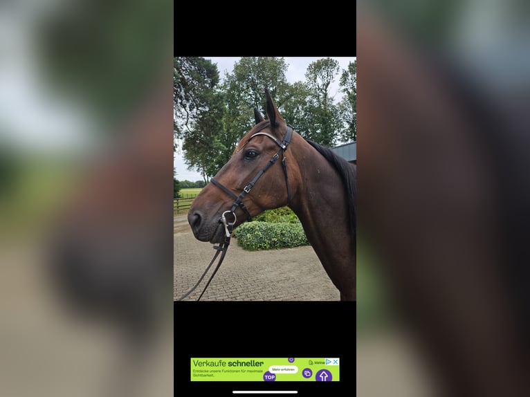 Trotón alemán Caballo castrado 8 años 174 cm Castaño oscuro in M&#xFC;lheim an der Ruhr