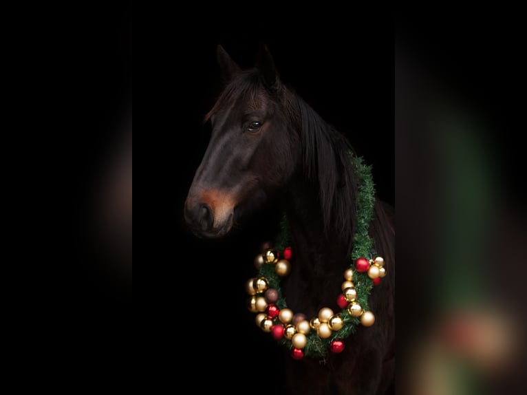 Trotón alemán Caballo castrado 8 años 174 cm Castaño oscuro in M&#xFC;lheim an der Ruhr