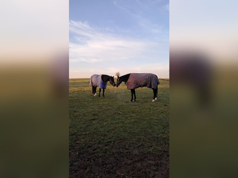 Trotón alemán Caballo castrado 9 años 157 cm Castaño oscuro in Berg im Gau