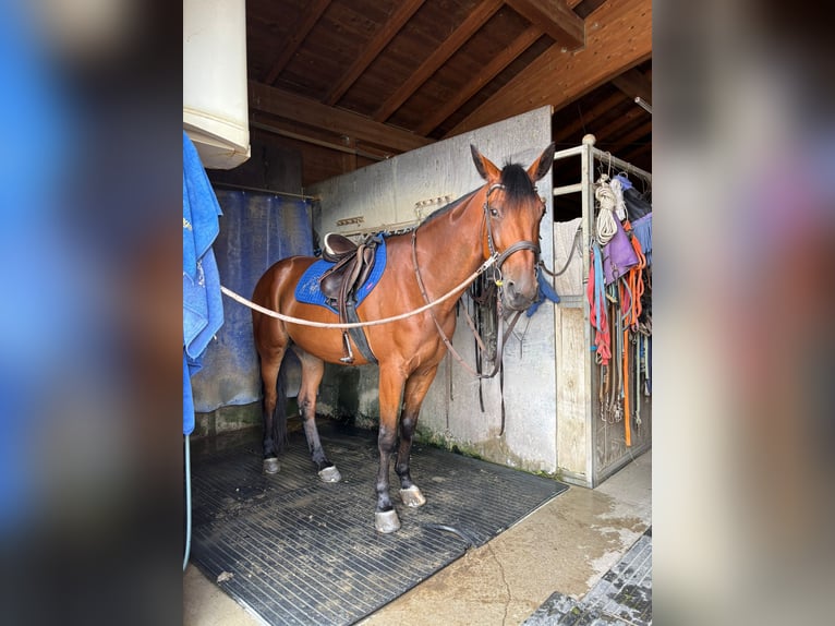 Trotón alemán Caballo castrado 9 años 160 cm Castaño in Bruckmühl