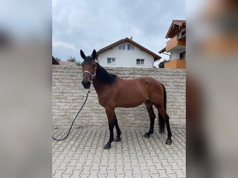 Trotón alemán Caballo castrado 9 años 160 cm Castaño in Bruckmühl