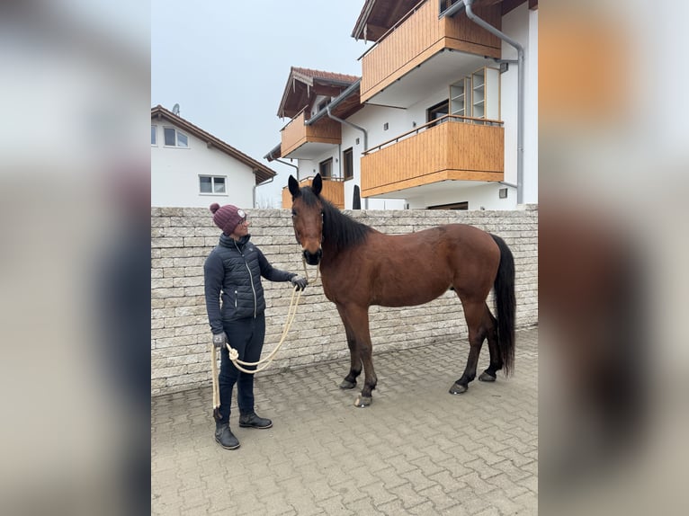 Trotón alemán Caballo castrado 9 años 160 cm Castaño in Bruckmühl