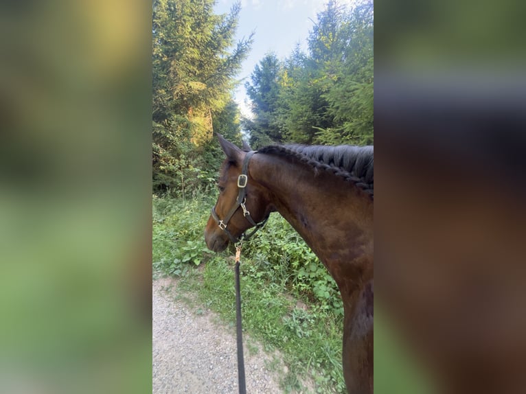 Trotón alemán Caballo castrado 9 años 160 cm Castaño oscuro in Kirchdorf an der Amper