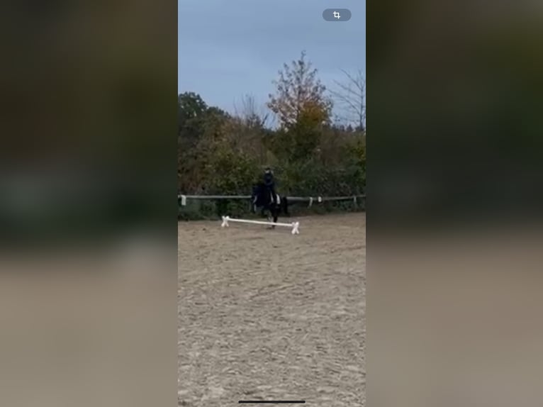 Trotón alemán Caballo castrado 9 años 160 cm Castaño oscuro in Kirchdorf an der Amper