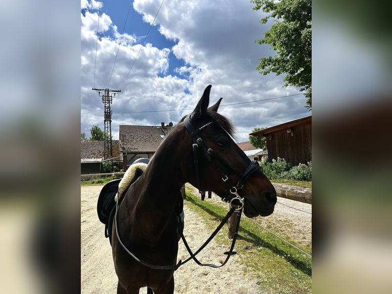 Trotón alemán Caballo castrado 9 años 160 cm Castaño oscuro in Kirchdorf an der Amper