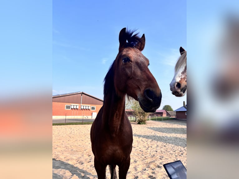 Trotón alemán Caballo castrado 9 años 163 cm Alazán-tostado in Bohmte