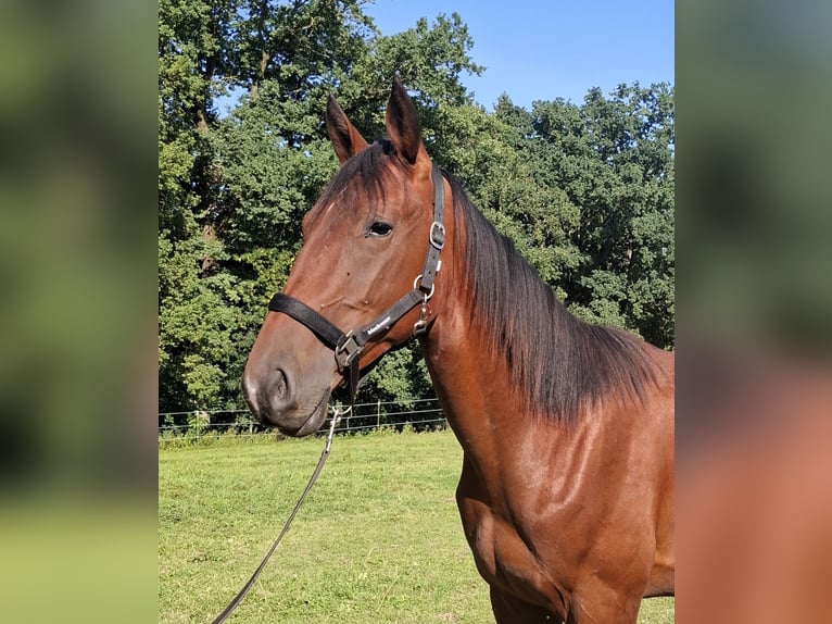 Trotón alemán Semental 1 año 152 cm Castaño in Isen