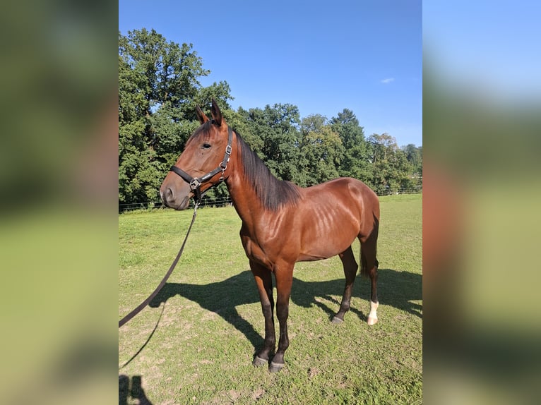 Trotón alemán Semental 1 año 152 cm Castaño in Isen