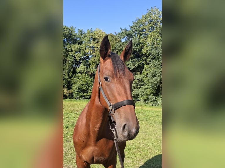 Trotón alemán Semental 1 año 152 cm Castaño in Isen