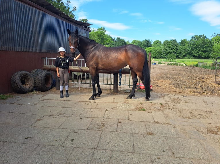 Trotón alemán Yegua 10 años 157 cm Castaño in Bordesholm