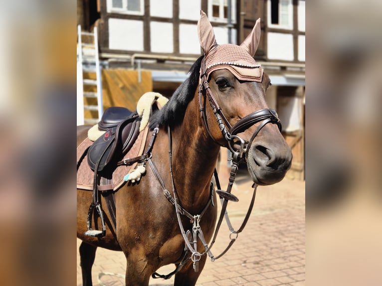 Trotón alemán Yegua 10 años 157 cm Castaño in Limbach-Oberfrohna
