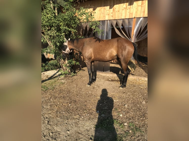 Trotón alemán Yegua 11 años 165 cm Castaño in Schweitenkirchen