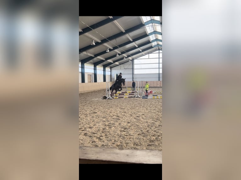Trotón alemán Yegua 11 años 165 cm Castaño in Schweitenkirchen