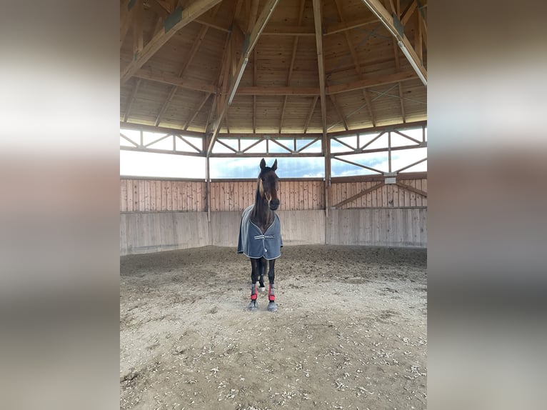 Trotón alemán Yegua 11 años 165 cm Castaño in Schweitenkirchen