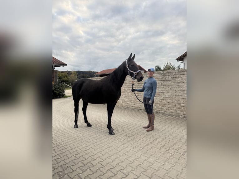 Trotón alemán Yegua 14 años 148 cm Castaño oscuro in Bruckm&#xFC;hl