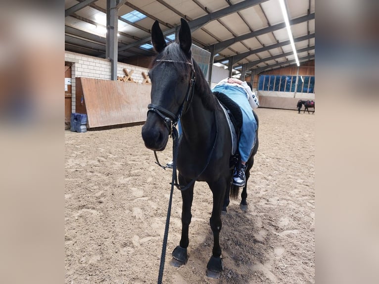 Trotón alemán Yegua 15 años 162 cm Castaño oscuro in Recklinghausen