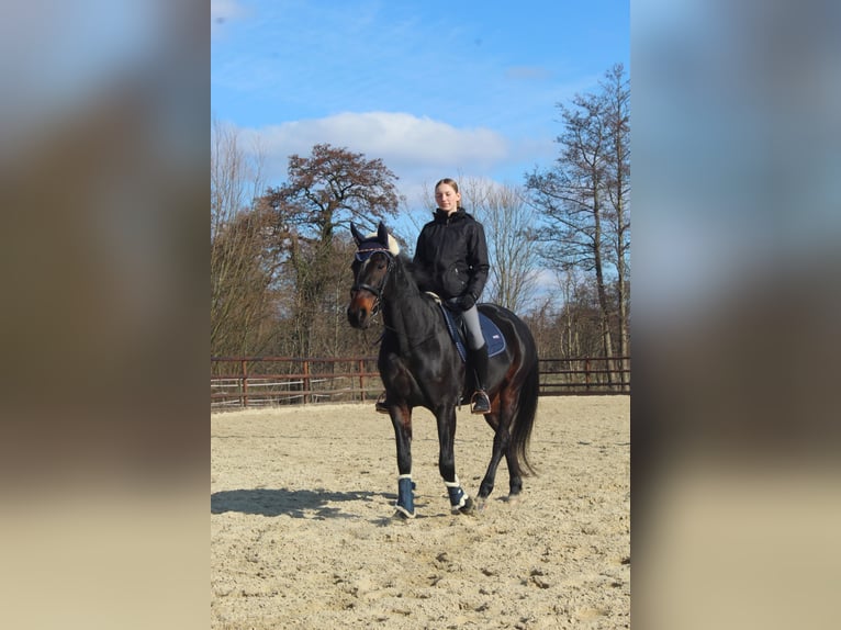 Trotón alemán Yegua 18 años 160 cm Castaño in Buxtehude