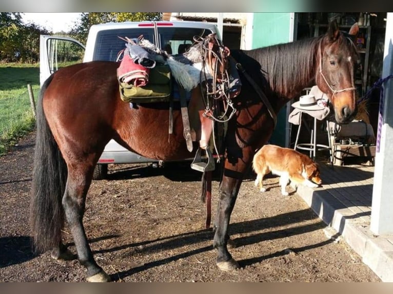 Trotón alemán Yegua 18 años 160 cm Castaño in Wehr