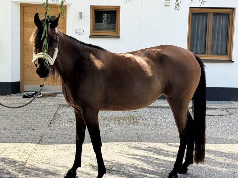 Trotón alemán Yegua 3 años 153 cm Castaño in Bruckmühl