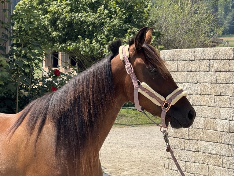 Trotón alemán Yegua 3 años 153 cm Castaño in Bruckmühl