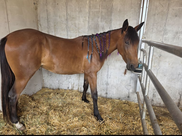 Trotón alemán Yegua 3 años Castaño in Innsbruck