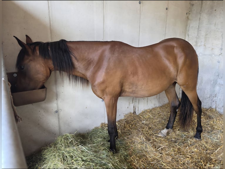 Trotón alemán Yegua 3 años Castaño in Innsbruck