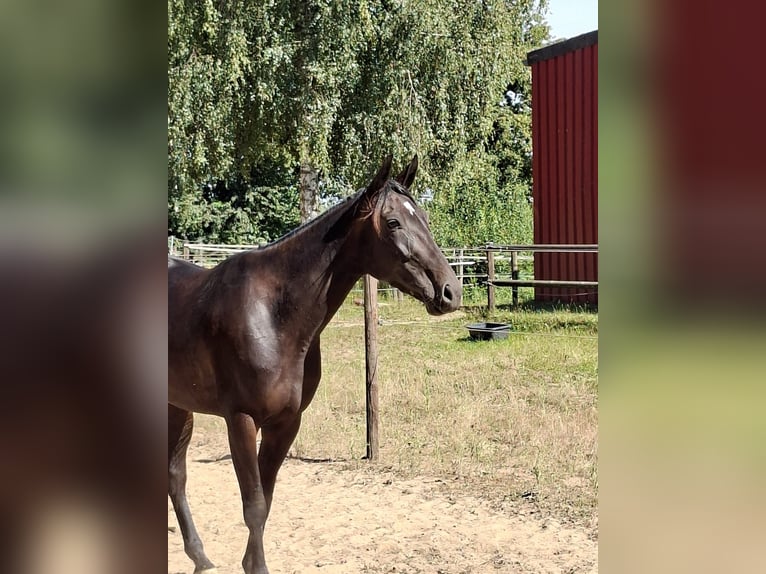 Trotón alemán Yegua 4 años 153 cm Castaño oscuro in M&#xFC;lheim an der Ruhr