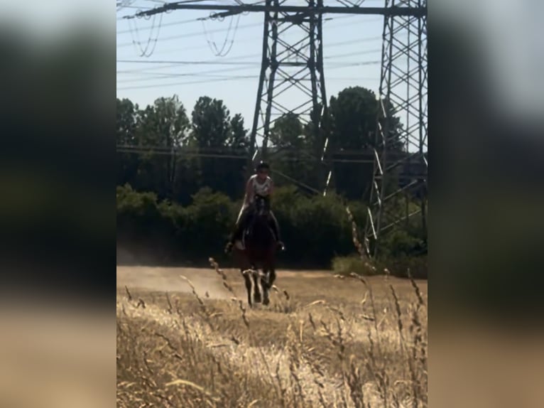 Trotón alemán Yegua 6 años 155 cm Castaño oscuro in Bochum