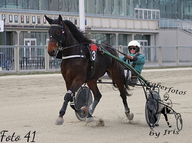 Trotón alemán Yegua 6 años 165 cm Castaño in Bierbaum am Kleebühel