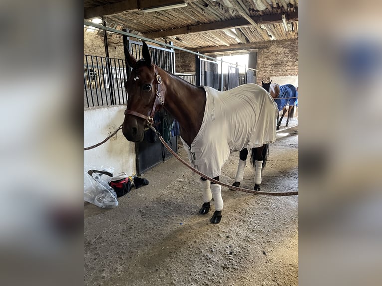 Trotón alemán Yegua 7 años 149 cm Castaño in Goch