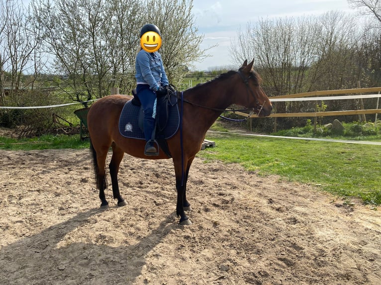 Trotón alemán Yegua 9 años 146 cm Castaño in Köhn