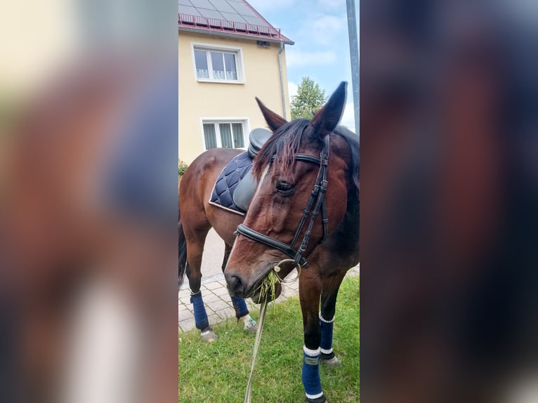 Trotón alemán Yegua 9 años 155 cm Castaño in Dinkelsbühl
