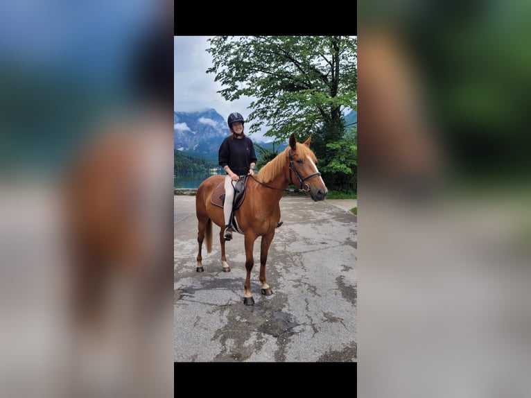 Trotón alemán Mestizo Yegua 9 años 160 cm Alazán in Ebensee